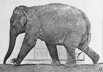 Kadr z flipbooka Muybridge Słoń