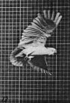 Muybridge - Animal in montion - papuga