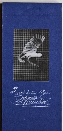 Kineograf Muybridge flipbook - Lecąca papuga