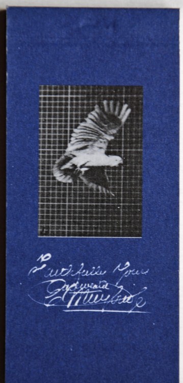 Kineograf Muybridge flipbook - Lecąca papuga