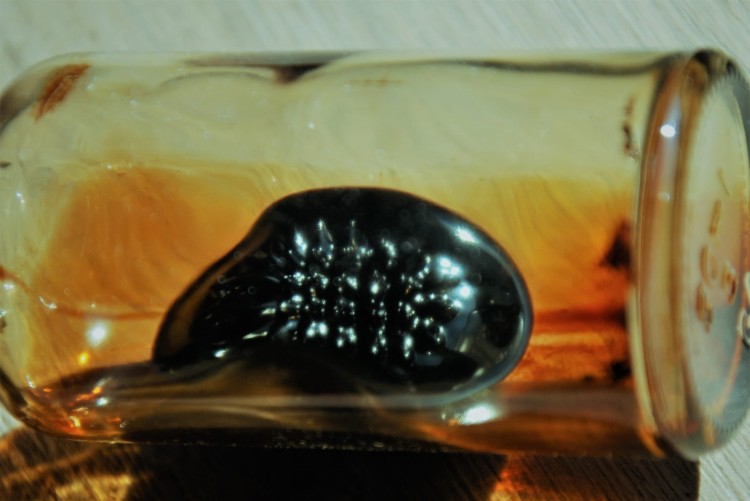 Ferrofluid 3 ml w butelce z magnesem