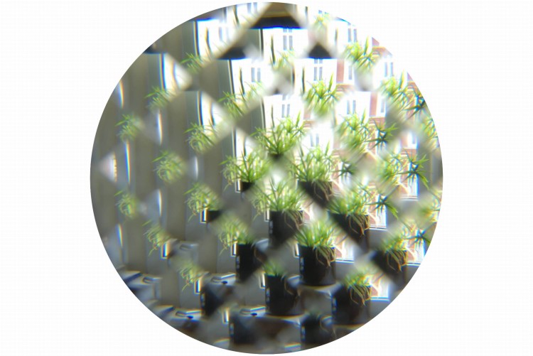 Owadzie okulary - obraz